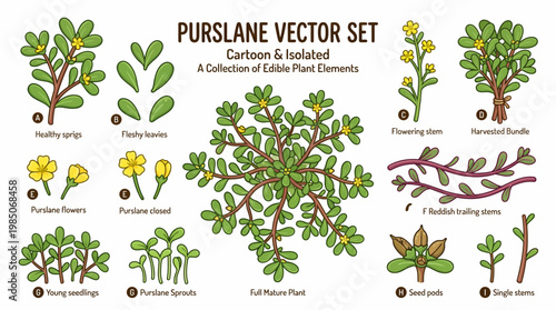 Purslane vector set featuring edible plant elements from sprouts to mature stems in cartoon style isolated on white