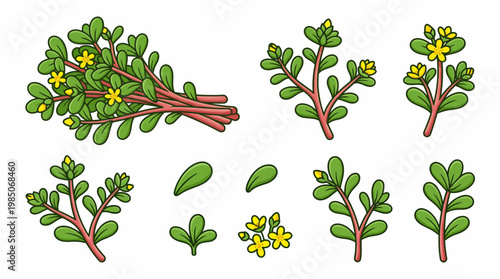 Purslane edible plant collection with green leaves and yellow flowers
