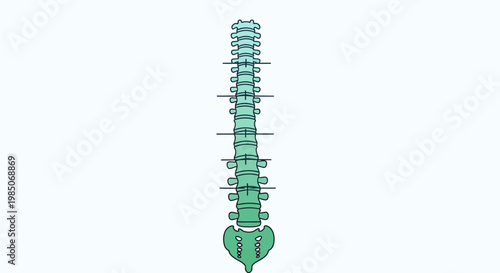 Detailed anatomical frontal view of the human vertebral column, showcasing segmented vertebrae and the sacrum in a clean, modern graphic style on a white background.