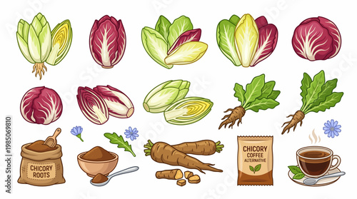 Chicory cartoon illustration set with leaves roots coffee alternative and flowers