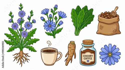 Chicory plant cartoon illustration set with flowers leaves root and coffee