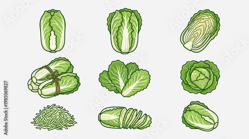 Napa cabbage cartoon illustration set with whole halved sliced and shredded pieces