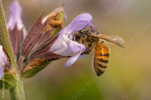 A bee collects nectar and pollen from a purple sage flower in a garden, captured in a close-up macro that highlights the bee's wings, texture, and the delicate pollination process