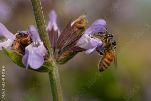 A bee collects nectar and pollen from a purple sage flower in a garden, captured in a close-up macro that highlights the bee's wings, texture, and the delicate pollination process