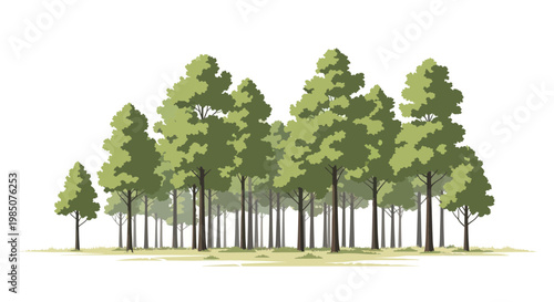 Green Forest Landscape with Tall Pine Trees and White Background
