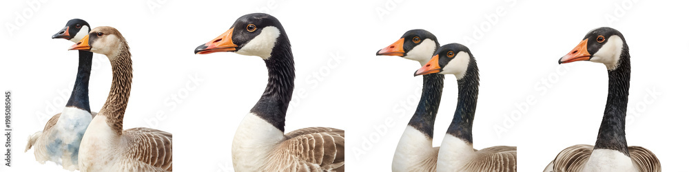 Fototapeta premium Different color morphs of the swan goose, anser cygnoid, pose on a black backdrop