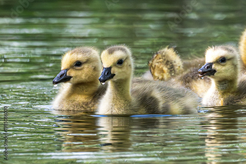 Photos Goslings, baby birds, swimming in a lake.
