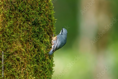 苔むした樹皮を登るゴジュウカラ：森の豊かな自然と野鳥の生態