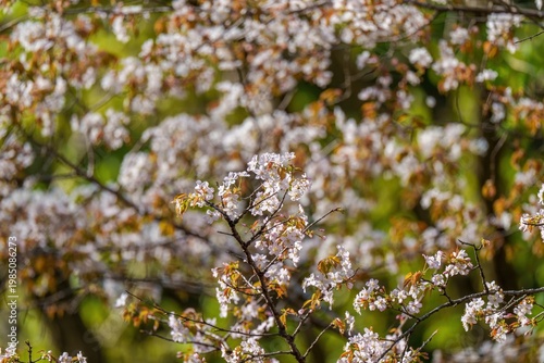 満開の山桜と新緑の背景 春の日本の風景