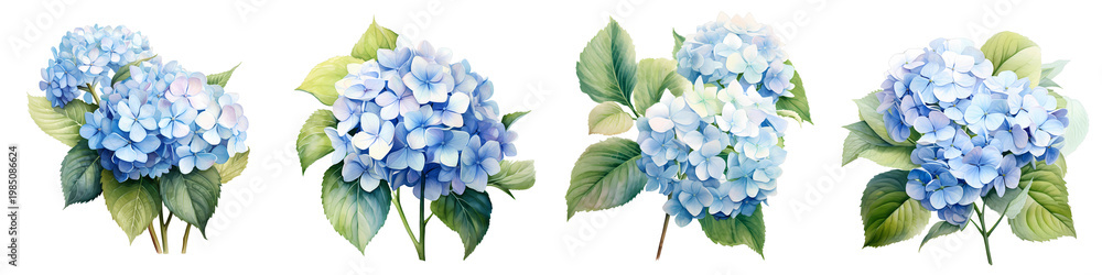 Obraz premium Four hydrangea flower bouquets in various arrangements isolated on black background