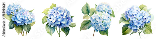 Four hydrangea flower bouquets in various arrangements isolated on black background