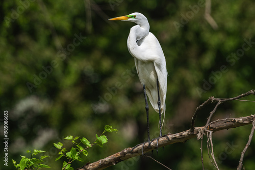Fotografia Great egret perched on top of a branch.