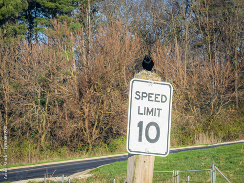 Photography Red winged blackbird perched atop speed limit 10 sign along curving rural road w