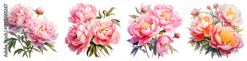 Beautiful arrangement of pink peony flowers isolated on black background, floral decoration