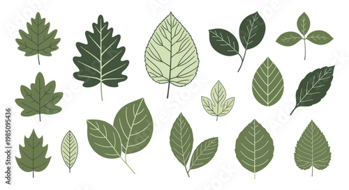 Collection of various green leaves showcasing diverse shapes and textures.