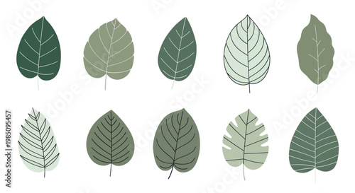 Collection of various green leaves with different shapes and textures.