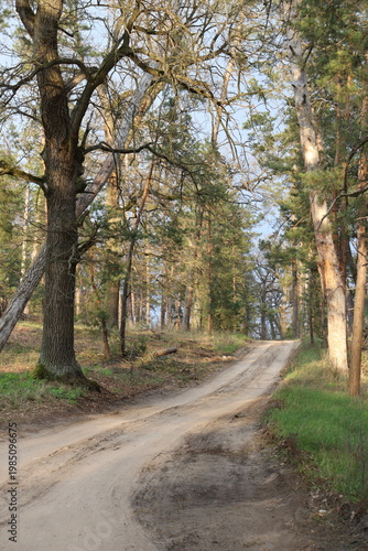 Sandy road leading uphill through forest in soft evening light