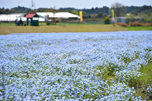 ネモフィラに染まる南部ふれあい広場