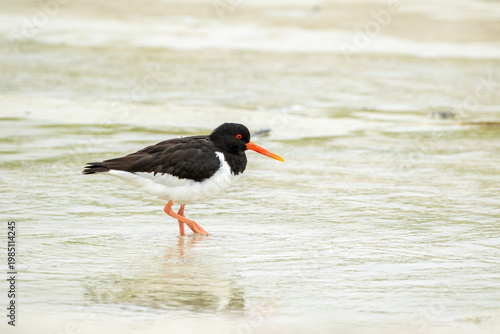 Eurasian oystercatcher (Haematopus ostralegus) standing in shallow sandy water in Northern Norway