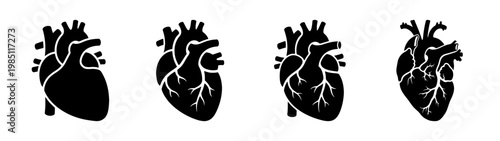 Anatomical heart vector illustration showing heart health and medical diagram for education and design