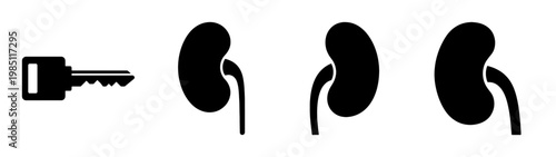 Unlock your potential: exploring key and kidney health, function, and medical illustration art