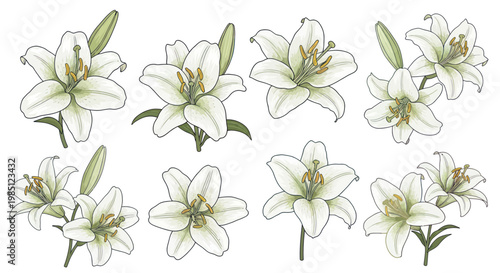 Set of White Lily Flowers, Hand-Drawn Botanical Illustrations