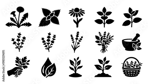 Wild Herbs Icon Set Medicinal Plants Herbal Collection Silhouette Pack