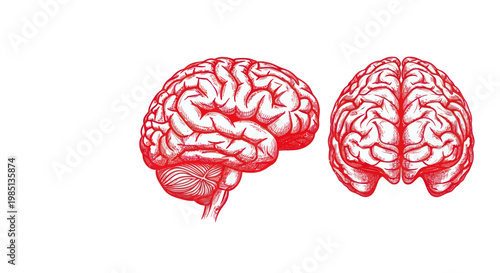 Hand Drawn Red Brain Anatomy - Side and Top Views