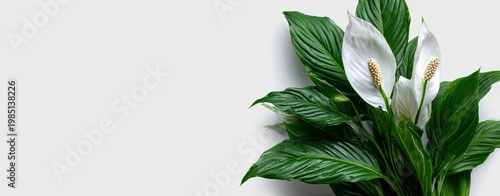 Lush green leaves & white peace lily flowers, on a white background