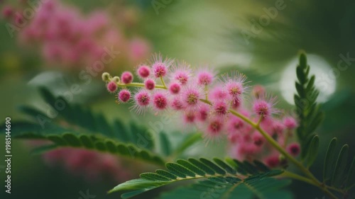 Mimosa pudica flower macro shot of sensitive plant in bloom