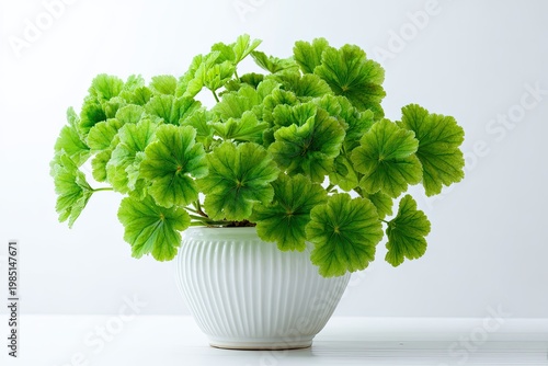 Lush green geranium in a white, ribbed pot against white backdrop