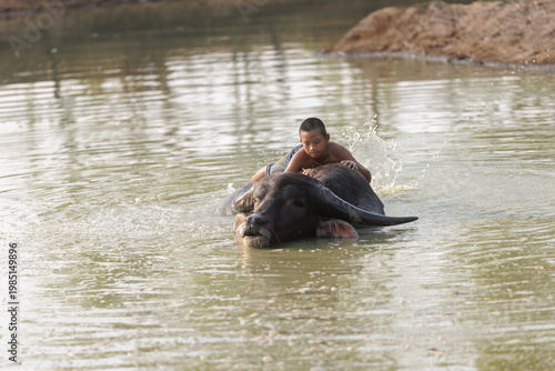 Young Boy Rides A Large Water Buffalo Through A Shallow Rural Pond During Daily Agricultural Life