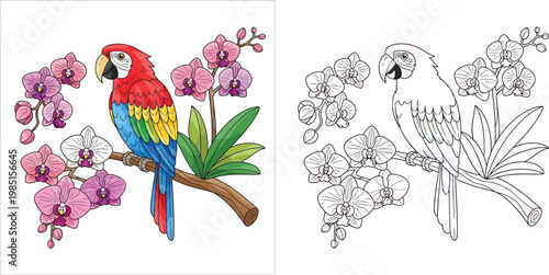 Scarlet Macaw Parrot Perched on Branch with Orchid Flowers Colored Illustration and Line Art Coloring Page for Kids Activity and Education