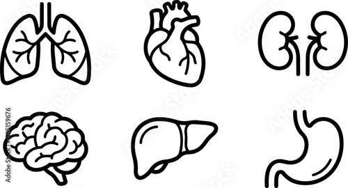 Human internal organs set lungs heart kidneys brain liver stomach