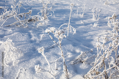 Sunny winter frost covered plants in snow with sparkling ice crystals