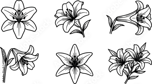 Six lily flower drawings with leaves