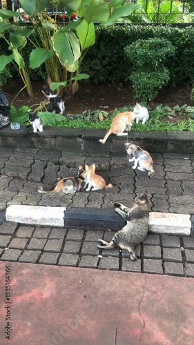 A group of stray cats lounging and interacting on a paved walkway surrounded by greenery.