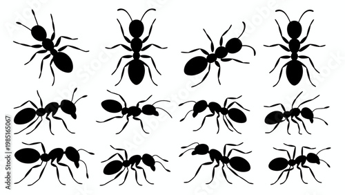 Ant Silhouette Icon Set Insect Colony Trail Black Vector Collection
