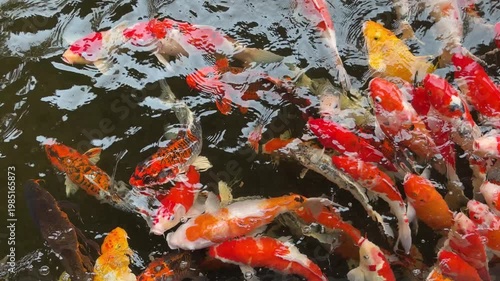 carp fish pond background, colorful background, Fancy carp
