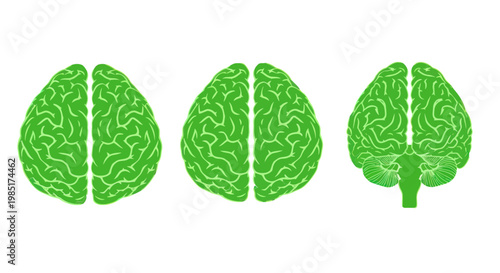 Green Brain Anatomy, Three Views: Top, Side, and Back