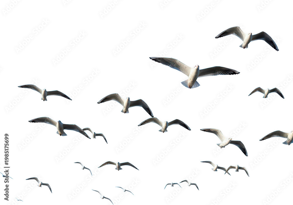 Obraz premium Flock of seagulls in flight isolated on transparent background