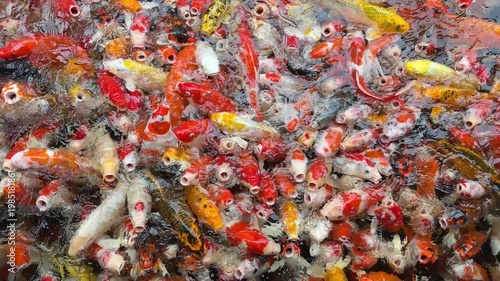 carp fish pond background, colorful background, Fancy carp
