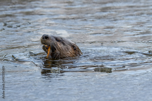 North American river otter swimming in a river with a fresh fish in its mouth. Wildlife photography of an otter eating prey in the water, showing head and whiskers in natural habitat.