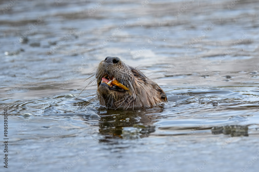 Obraz premium North American river otter swimming in a river with a fresh fish in its mouth. Wildlife photography of an otter eating prey in the water, showing head and whiskers in natural habitat.