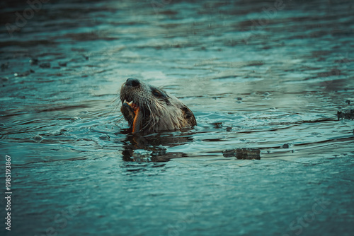 North American river otter swimming in a river with a fresh fish in its mouth. Wildlife photography of an otter eating prey in the water, showing head and whiskers in natural habitat.