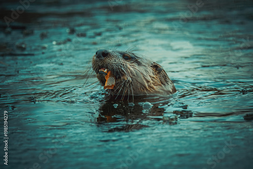 North American river otter swimming in a river with a fresh fish in its mouth. Wildlife photography of an otter eating prey in the water, showing head and whiskers in natural habitat.