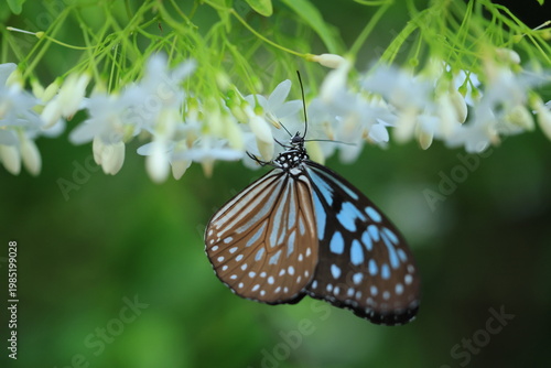 Blue Glassy Tiger butterfly ( Ideopsis Vulgaris) 
is sucking nectar from Water Jasmine flower.
Male and female butterflies look similar. Butterfly is brown/black with many muted-blue markings.