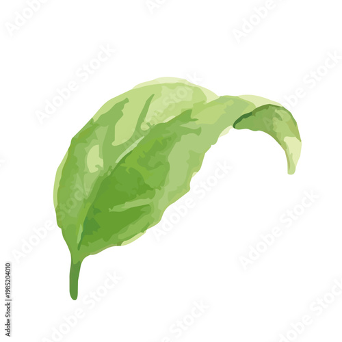 Watercolor-style fresh green tea leaves illustration, organic herbal tea loose leaves ／ 水彩茶葉