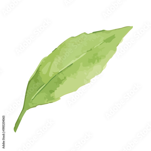 Watercolor-style fresh green tea leaves illustration, organic herbal tea loose leaves ／ 水彩茶葉