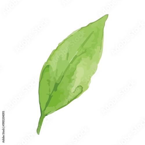 Watercolor-style fresh green tea leaves illustration, organic herbal tea loose leaves ／ 水彩茶葉